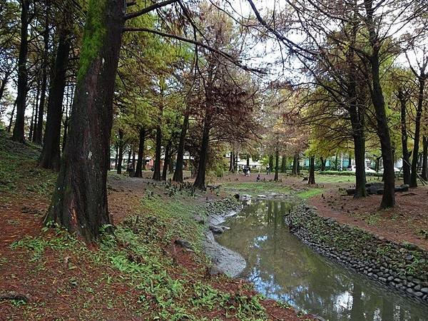 羅東運動公園落羽松