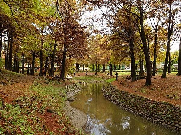 羅東運動公園落羽松