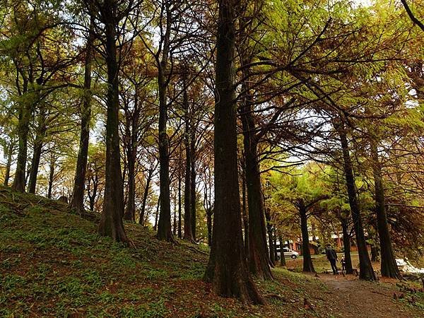 羅東運動公園落羽松