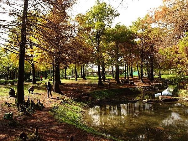 羅東運動公園落羽松