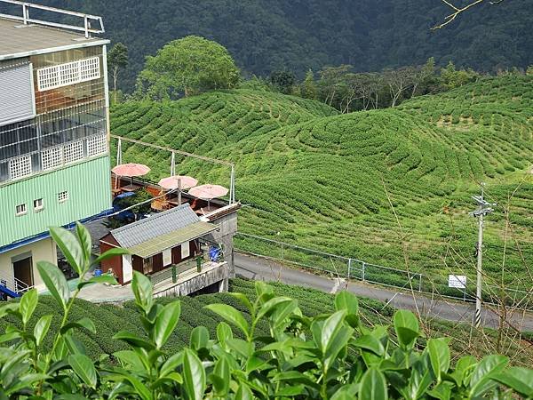 初秋遊賞八卦茶園與銀杏森林