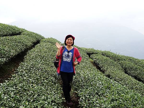 初秋遊賞八卦茶園與銀杏森林