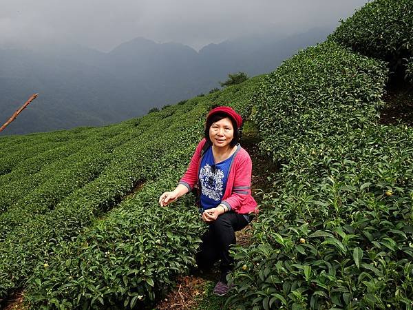 初秋遊賞八卦茶園與銀杏森林