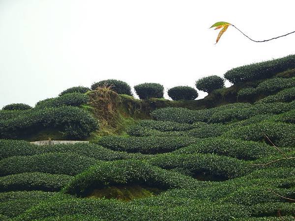 初秋遊賞八卦茶園與銀杏森林