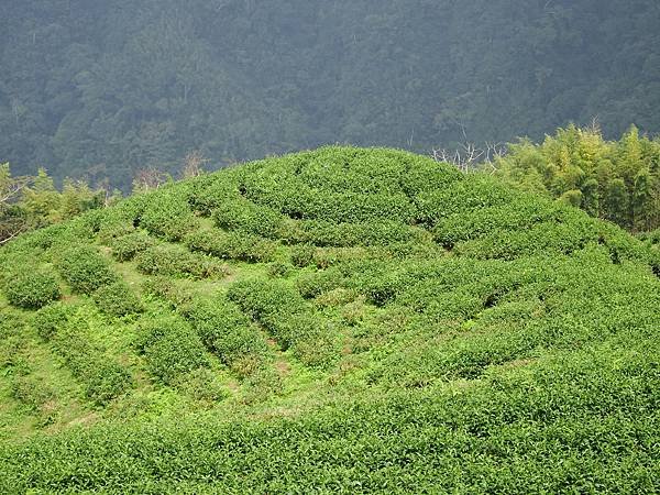 初秋遊賞八卦茶園與銀杏森林