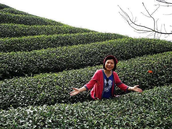 初秋遊賞八卦茶園與銀杏森林