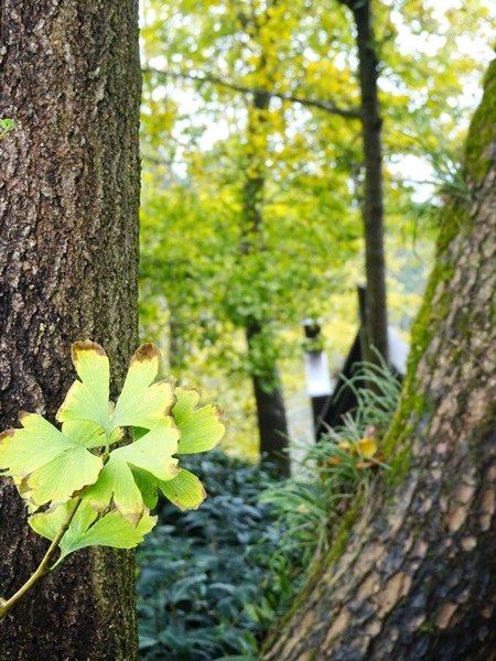 初秋遊賞八卦茶園與銀杏森林