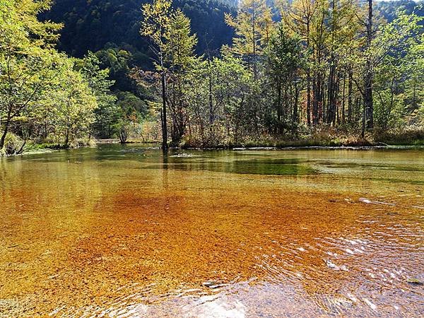 秋遊日本:上高地大正池.田代池