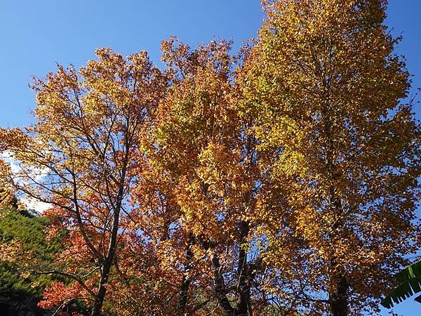 角板山公園梅花季