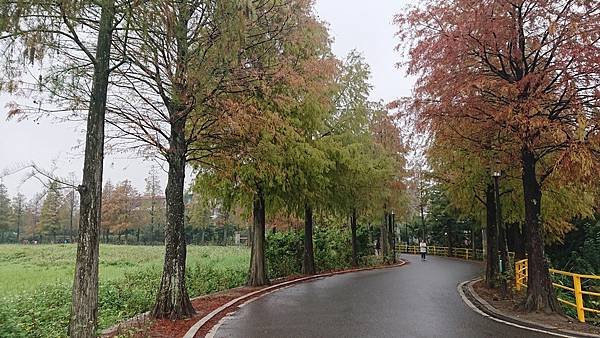 大溪月眉濕地公園.石門水庫.落羽松大道順路連拍紅葉美景