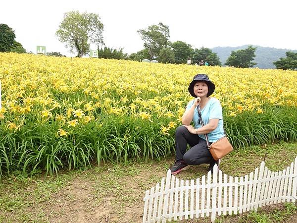 桃園賞花行:大溪百吉金針花海.台七桃花源繡球花季.瑞士鄉村農