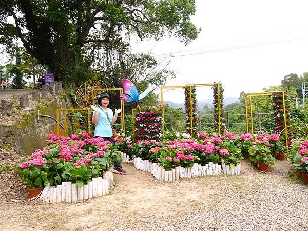 桃園賞花行:大溪百吉金針花海.台七桃花源繡球花季.瑞士鄉村農
