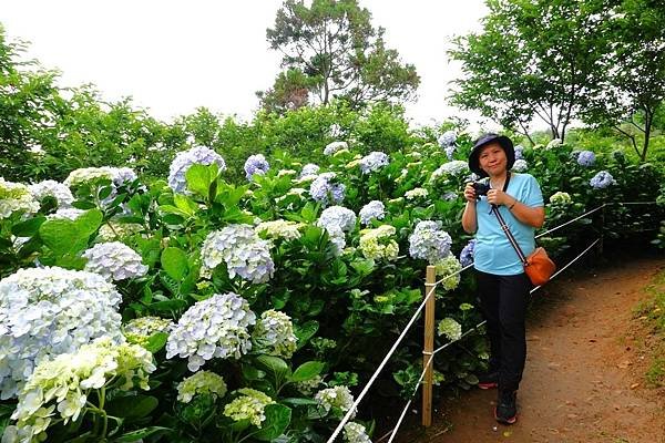桃園賞花行:大溪百吉金針花海.台七桃花源繡球花季.瑞士鄉村農