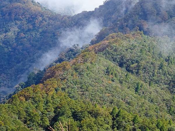 太平山台灣山毛櫸國家步道