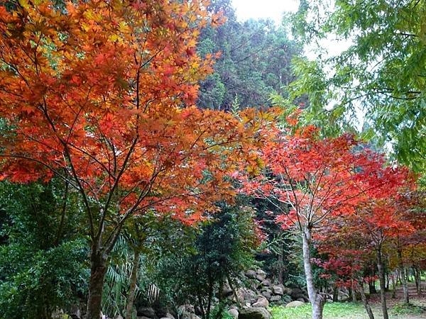 杉林溪生態渡假園區｢彩色森林｣秋意繽紛