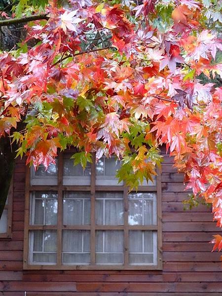 紅葉盛事福壽山農場.梨山楓之谷賞楓行