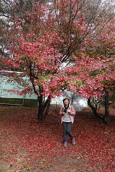 紅葉盛事福壽山農場.梨山楓之谷賞楓行