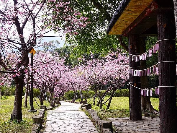 文山農場賞櫻行