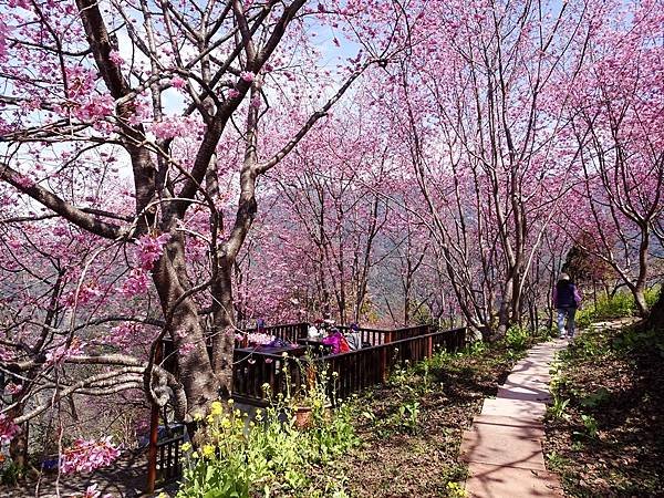 財伯觀光果園賞櫻夢幻美景