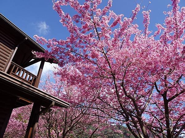 拉拉山楓墅農莊.觀雲農莊粉紅櫻花美景
