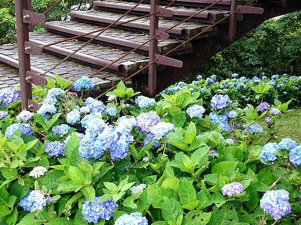 北宜｢石牌縣界公園｣萬朵繡球花盛開綻放
