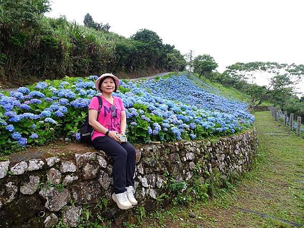 北宜｢石牌縣界公園｣萬朵繡球花盛開綻放