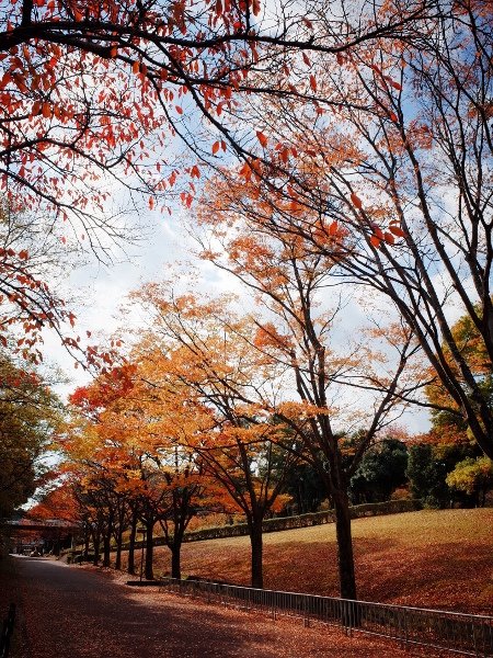 R0007593 (450x600).jpg