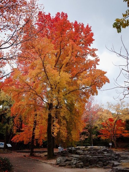 R0007741 (450x600).jpg