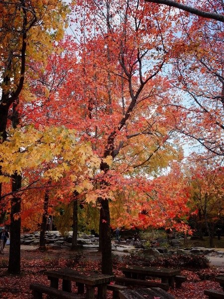 R0007793 (450x600).jpg