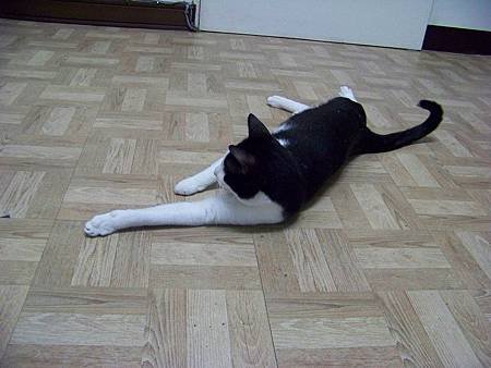 PhotoCap_019.jpg