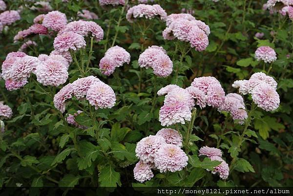 2014.11.20銅鑼杭菊 (38).jpg