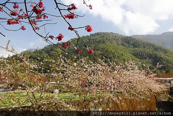2015.02.02草坪頭賞櫻景 .jpg