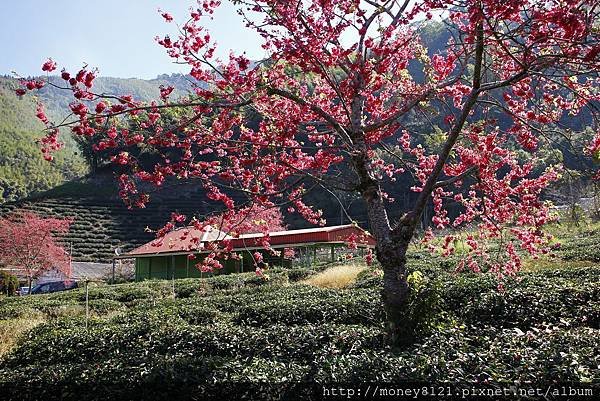 2015.02.02草坪頭賞櫻景 (6).jpg
