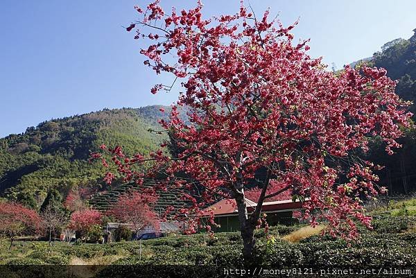 2015.02.02草坪頭賞櫻景 (7).jpg
