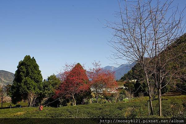 2015.02.02草坪頭賞櫻景 (8).jpg