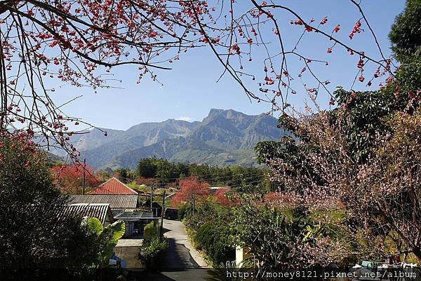 2015.02.02草坪頭賞櫻景 (10).jpg