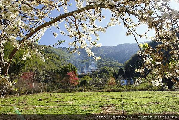 2015.02.02草坪頭賞櫻景 (12).jpg