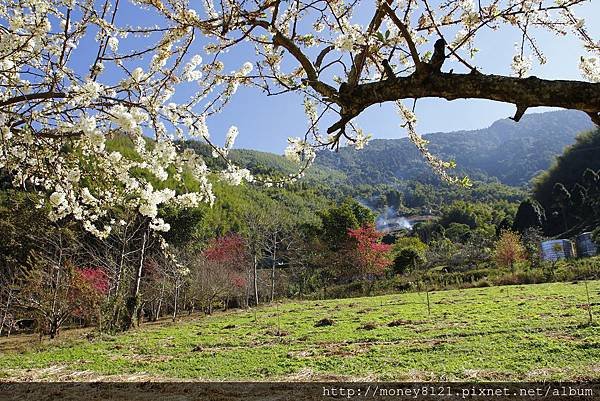 2015.02.02草坪頭賞櫻景 (14).jpg
