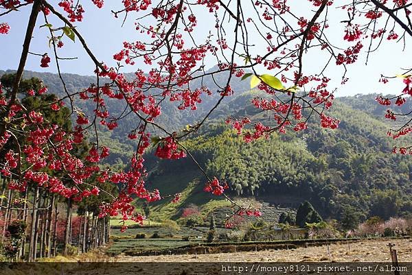 2015.02.02草坪頭賞櫻景 (24).jpg