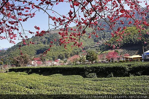 2015.02.02草坪頭賞櫻景 (26).jpg