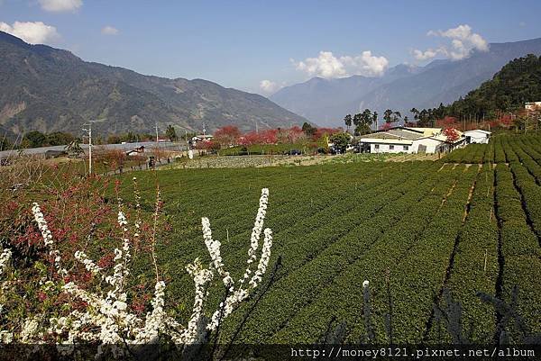 2015.02.02草坪頭賞櫻景 (35).jpg