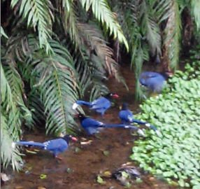 111藍鵲覓食