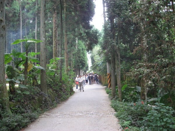 向天湖針葉林步道