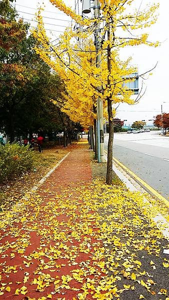 坡州普羅旺斯村