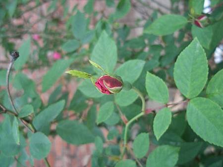 薔薇2