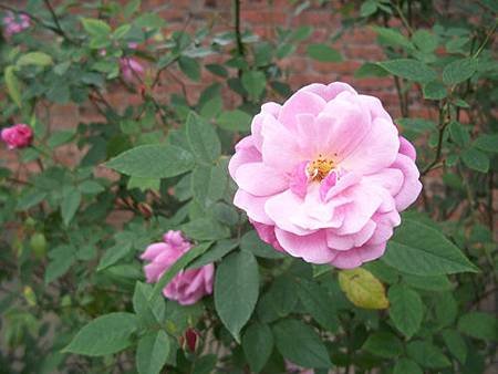 薔薇3