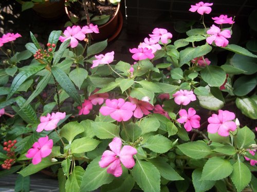 非洲鳳仙花