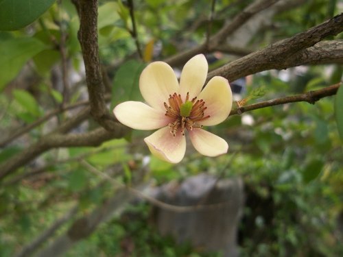 含笑花