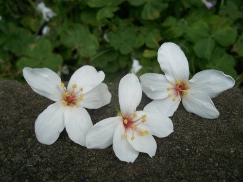 油桐花1