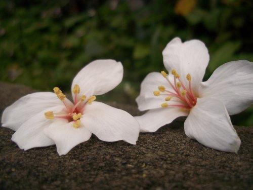 油桐花4
